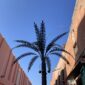 Palm Model